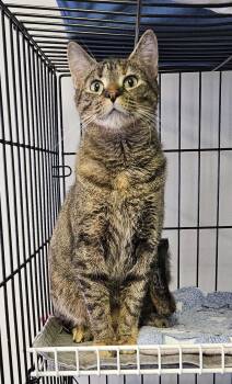 Domestic Short Hair Cats Available for Adoption - Mia | PetCurious