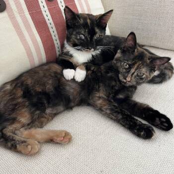 Mirabelle and Joelle (Bonded pair) -  Calico and Tortoiseshell Cat for Adoption in Wanaque, New Jersey - Mirabelle And Joelle (Bonded Pair) | PetCurious