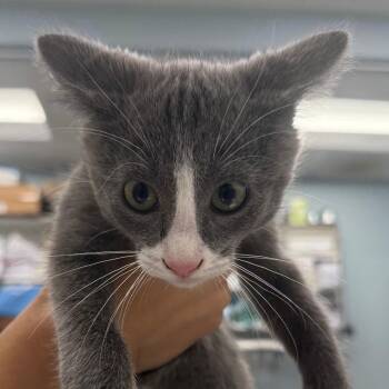 Espresso -  Domestic Short Hair Cat for Adoption in Wheeling, Illinois - Espresso | PetCurious
