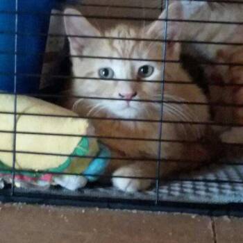 Incognito -  Domestic Short Hair Cat for Adoption in Rochester, Minnesota - Incognito | PetCurious