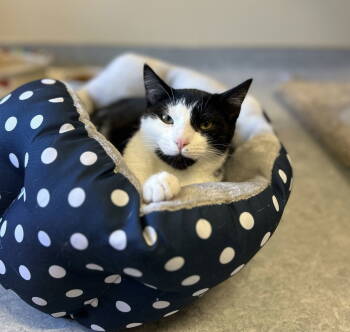 Rescue Domestic Short Hair Cats for Adoption in Arlington, Vermont - Ozzy | PetCurious