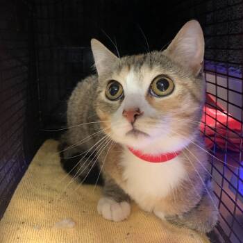 Aja -  Domestic Short Hair Cat for Adoption in Chicago, Illinois - Aja | PetCurious