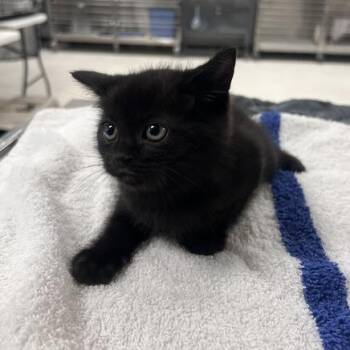 Cookie Chaos-C -  Domestic Medium Hair Cat for Adoption in East St. Louis, Illinois - Cookie Chaos-C | PetCurious