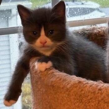 NCI5582 Oolong -  Domestic Short Hair Cat for Adoption in Port Washington, New York - NCI5582 Oolong | PetCurious
