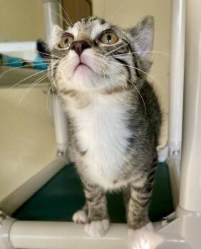 Domestic Short Hair and Tabby Cats Available for Adoption in Fargo, North Dakota - Flame | PetCurious