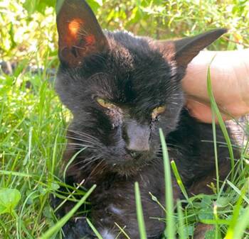 MERLE -  Domestic Short Hair Cat for Adoption in Indianapolis, Indiana - MERLE | PetCurious
