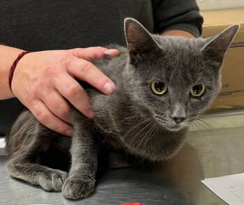 Rescue Domestic Short Hair Cats for Adoption in Christiansburg, Virginia - Canoe | PetCurious