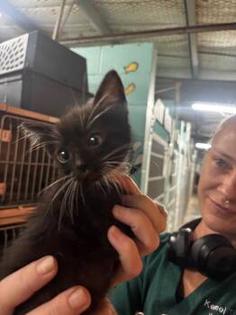 Proximo -  American Shorthair Cat for Adoption in Rockport, Texas - Proximo | PetCurious