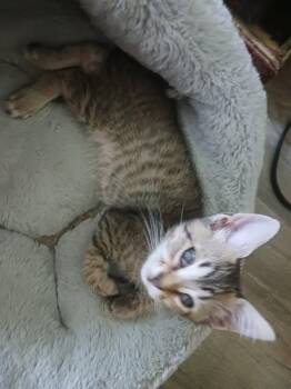 Sandhill (new) -  Domestic Short Hair Cat for Adoption in Zephyrhills, Florida - Sandhill (new) | PetCurious