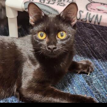 Tate -  Domestic Short Hair Cat for Adoption in Mooresville, North Carolina - Tate | PetCurious