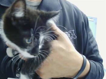 Domestic Short Hair Cats Available for Adoption in Charlotte, North Carolina - A1264768 | PetCurious