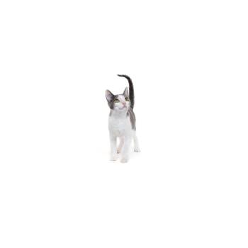 Josie Bell -  Domestic Short Hair Cat for Adoption in Los Angeles, California - Josie Bell | PetCurious