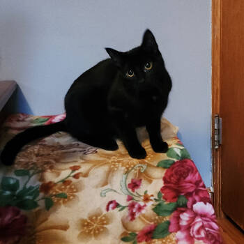 Rescue Domestic Short Hair Cats for Adoption in Saint Paul, Minnesota - Pandemonia | PetCurious