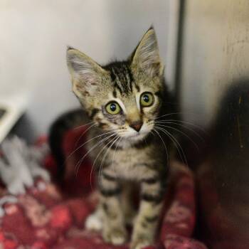 Frederick -  Domestic Short Hair Cat for Adoption in Idaho Falls, Idaho - Frederick | PetCurious