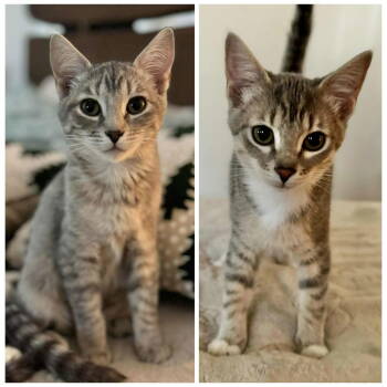 Rescue Tabby Cats for Adoption in Capshaw, Alabama - ALTAIR-BELLATRIX | PetCurious