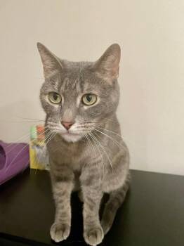 Calico Cats Available for Adoption - Didi | PetCurious