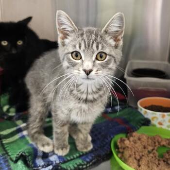 Huey -  Domestic Short Hair Cat for Adoption in Monroe, Michigan - Huey | PetCurious