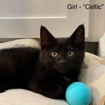 Celtic -  Domestic Short Hair Cat for Adoption in Nampa, Idaho - Celtic | PetCurious