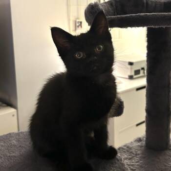 Domestic Short Hair Cats Available for Adoption in South Elgin, Illinois - Miss Oliver | PetCurious