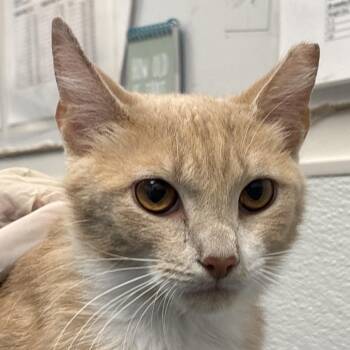 Goldie *ringworm* -  Domestic Short Hair Cat for Adoption in Philadelphia, Pennsylvania - Goldie *ringworm* | PetCurious