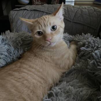 Kumquat and Marmalade -  Domestic Short Hair Cat for Adoption in Portage, Michigan - Kumquat And Marmalade | PetCurious