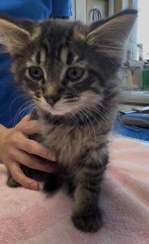 Romeo -  Domestic Medium Hair Cat Available for Adoption in Glenwood, Minnesota - Romeo | PetCurious