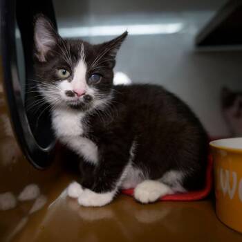 MELANIE -  Domestic Short Hair Cat for Adoption in Richmond, California - MELANIE | PetCurious
