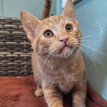 Caramel -  Domestic Short Hair Cat for Adoption in Attica, New York - Caramel | PetCurious