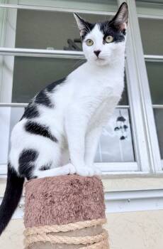 Vespera -  Domestic Short Hair Cat Available for Adoption in Pompano Beach, Florida - Vespera | PetCurious