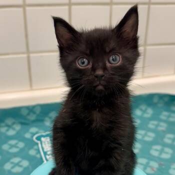 Gomez -  Domestic Short Hair Cat for Adoption in Los Angeles, California - Gomez | PetCurious
