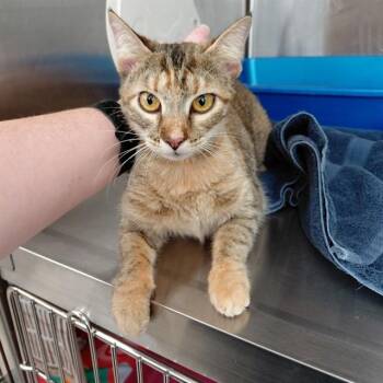TORI -  Domestic Short Hair Cat for Adoption - TORI | PetCurious