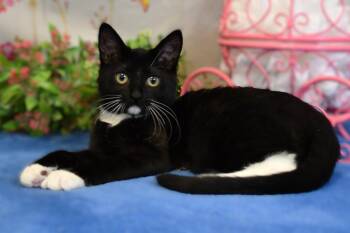 Rachel -  Domestic Short Hair Cat for Adoption in Roanoke, Texas - Rachel | PetCurious