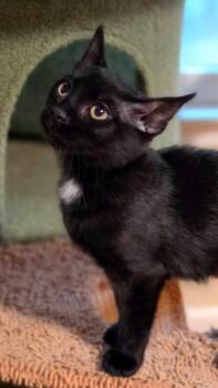 Pretzel -  American Shorthair Cat for Adoption in Greenville, South Carolina - Pretzel | PetCurious