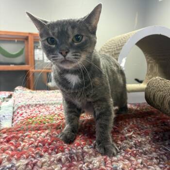 Rescue Domestic Short Hair Cats for Adoption in Hamburg, New York - Pearl | PetCurious