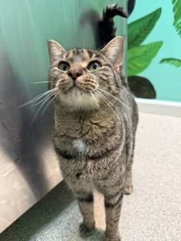 Rescue Domestic Short Hair Cats for Adoption in Harbor Springs, Michigan - Matcha | PetCurious