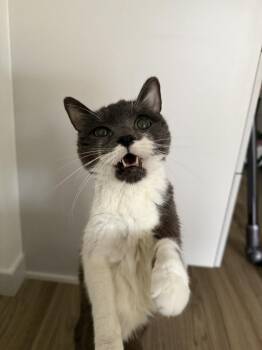 Florence -  Domestic Short Hair Cat for Adoption in Minneapolis, Minnesota - Florence | PetCurious