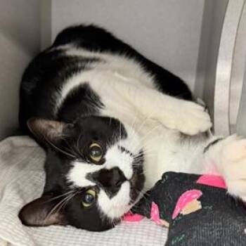 Midnight Cruz -  Domestic Short Hair Cat for Adoption in New York, New York - Midnight Cruz | PetCurious