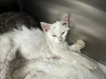 MILAN -  Domestic Short Hair Cat for Adoption in Santa Fe, New Mexico - MILAN | PetCurious