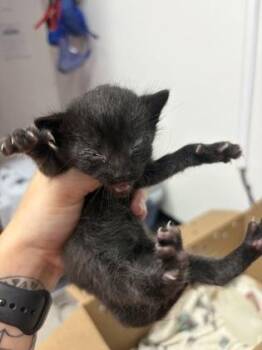 Grant -  Domestic Short Hair Cat for Adoption in West Chester, Pennsylvania - Grant | PetCurious