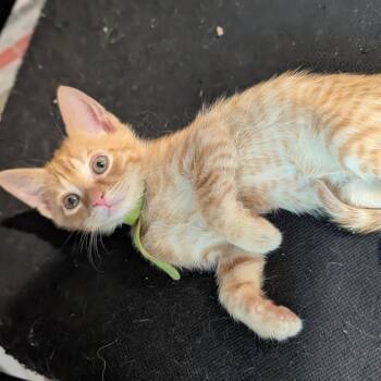 Flame -  Domestic Short Hair Cat for Adoption in La Grange, Kentucky - Flame | PetCurious
