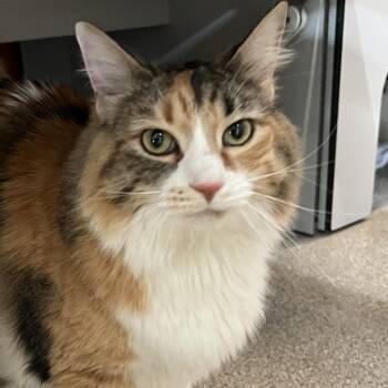 Maple -  Domestic Long Hair Cat Available for Adoption in Sarasota, Florida - Maple | PetCurious