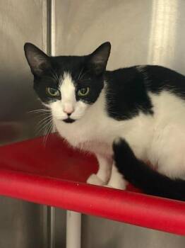 Melody -  Domestic Short Hair Cat for Adoption in Cincinnati, Ohio - Melody | PetCurious