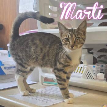 Domestic Short Hair Cats Available for Adoption in Hillsboro, Ohio - Marti | PetCurious