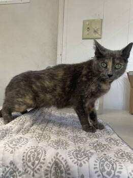 Rescue Domestic Short Hair Cats for Adoption in Trenton, New Jersey - Muffie Mid | PetCurious