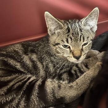 Domestic Short Hair Cats Available for Adoption in Oak Park, Illinois - Eleanor | PetCurious