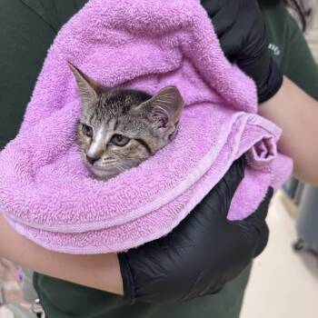 Judge Judy -  Domestic Short Hair Cat for Adoption in Winston-salem, North Carolina - Judge Judy | PetCurious