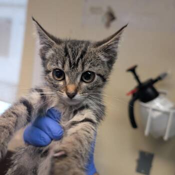 Aruba -  Domestic Short Hair Cat for Adoption in Pasadena, California - Aruba | PetCurious