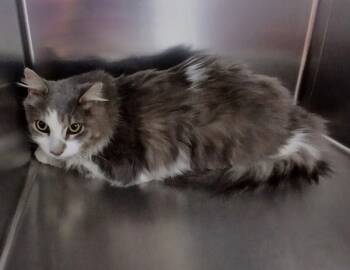 Rescue Domestic Medium Hair Cats for Adoption in Sioux City, Iowa - Joey | PetCurious