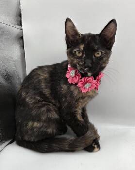 Willa -  Domestic Short Hair and Tortoiseshell Cat for Adoption in Mobile, Alabama - Willa | PetCurious