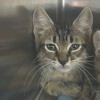 Domestic Short Hair Cats Available for Adoption in Knoxville, Tennessee - Moose Tracks | PetCurious